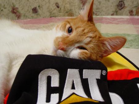 cat
